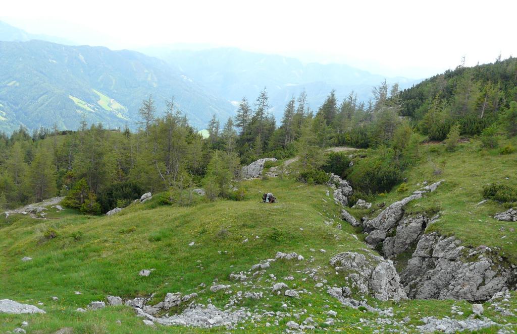 Le Nigritella endemiche delle Alpi austriache  luglio 2014